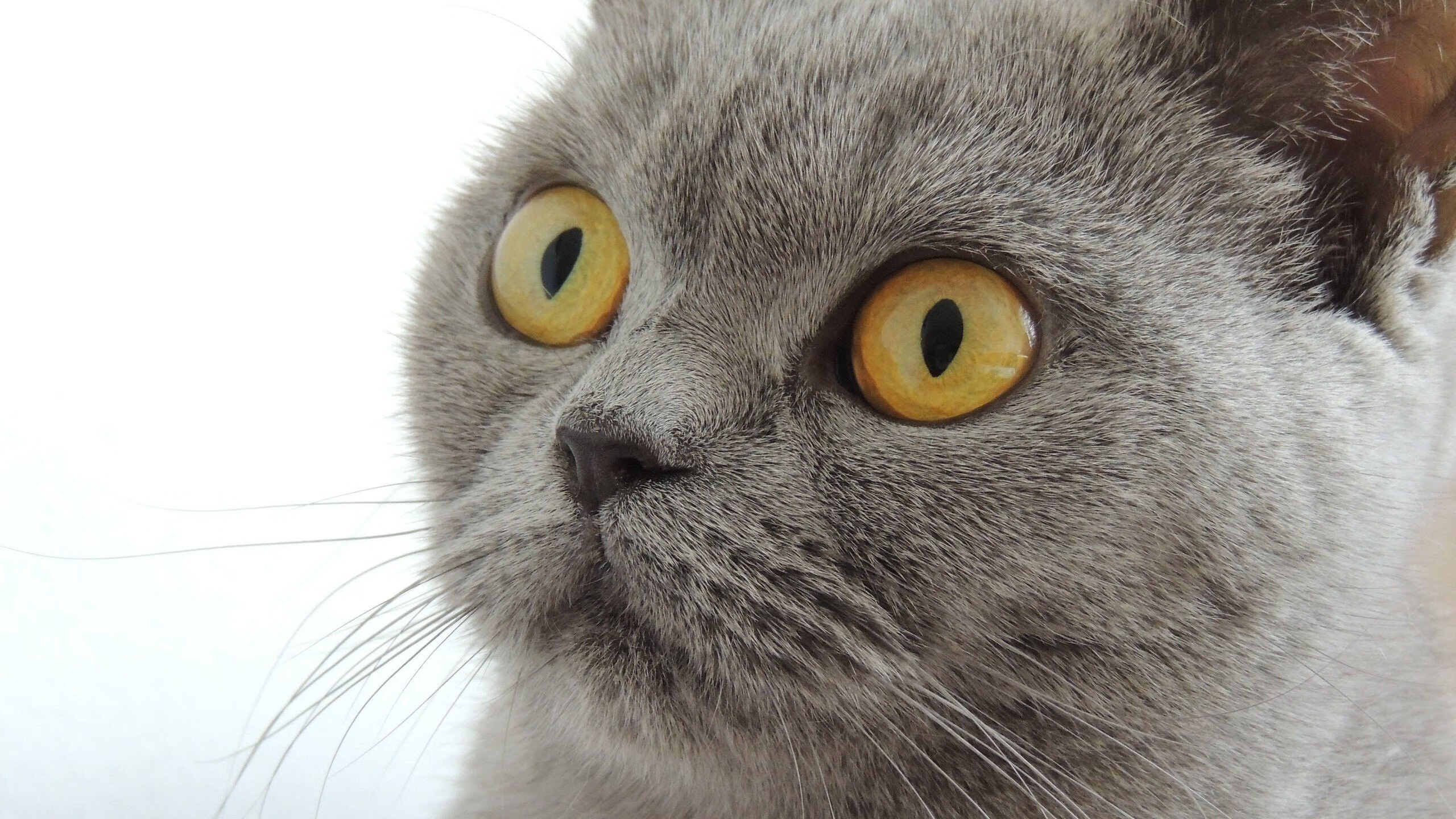 世俱杯2025-钢铁丛林与孤胆传奇，当团队防守哲学遇上个人的英雄主义时刻